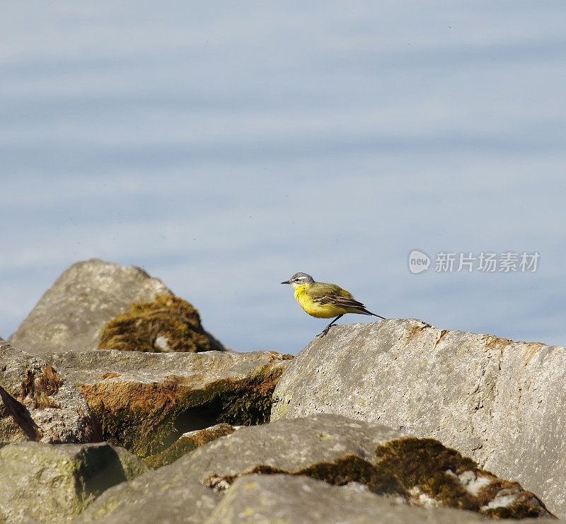 黄鹡鸰（Motacilla flava）